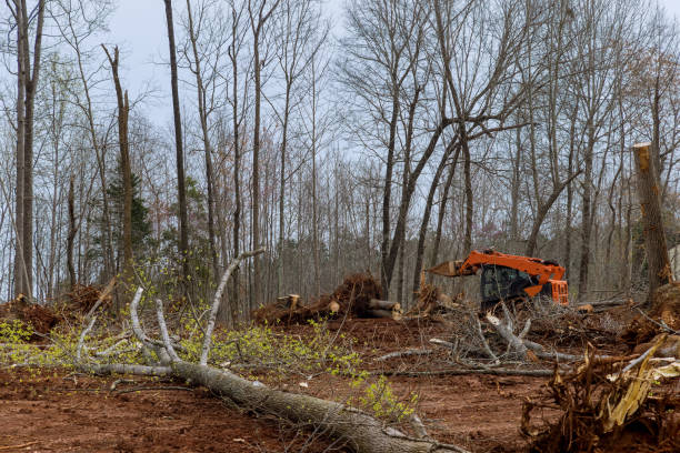 Trusted West Mountain, UT Tree Care Experts