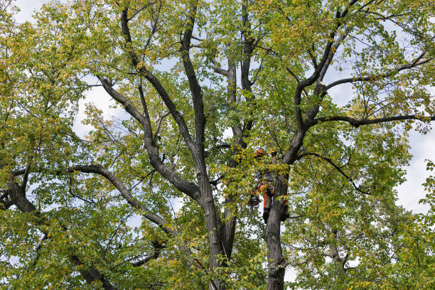 How Our Tree Care Process Works  in  West Mountain, UT